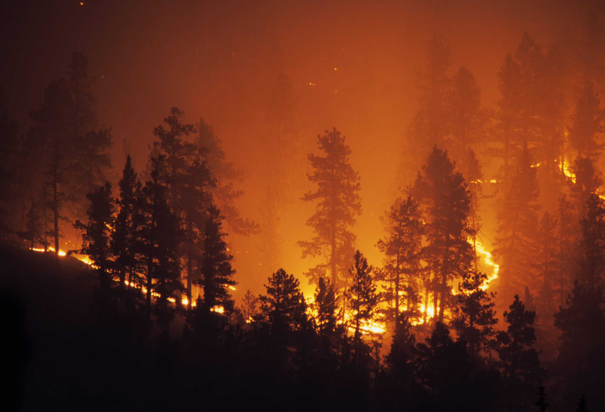 Nighttime photo pine trees on a hillside silhouetted by the orange glow of advancing line of fire. 